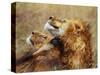 Lion Scratching Neck with Paw-George Lepp-Stretched Canvas