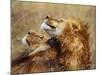 Lion Scratching Neck with Paw-George Lepp-Mounted Photographic Print