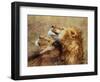 Lion Scratching Neck with Paw-George Lepp-Framed Photographic Print