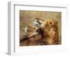 Lion Scratching Neck with Paw-George Lepp-Framed Photographic Print