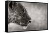 Lion Side View-Donvanstaden-Framed Stretched Canvas