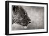 Lion Side View-Donvanstaden-Framed Art Print