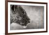 Lion Side View-Donvanstaden-Framed Art Print