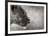 Lion Side View-Donvanstaden-Framed Art Print