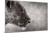 Lion Side View-Donvanstaden-Mounted Art Print