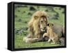 Lion Single Male Playing with Cub-null-Framed Stretched Canvas