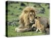Lion Single Male Playing with Cub-null-Stretched Canvas