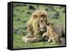 Lion Single Male Playing with Cub-null-Framed Stretched Canvas