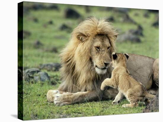 Lion Single Male Playing with Cub-null-Stretched Canvas