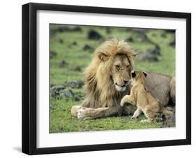 Lion Single Male Playing with Cub-null-Framed Photographic Print