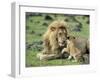 Lion Single Male Playing with Cub-null-Framed Photographic Print