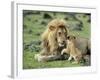 Lion Single Male Playing with Cub-null-Framed Photographic Print