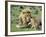 Lion Single Male Playing with Cub-null-Framed Photographic Print