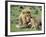 Lion Single Male Playing with Cub-null-Framed Photographic Print