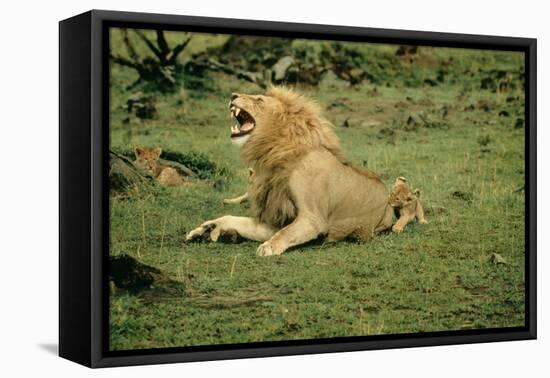 Lion Single Male Roaring with Cub Biting Rump-null-Framed Stretched Canvas