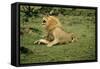 Lion Single Male Roaring with Cub Biting Rump-null-Framed Stretched Canvas