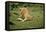 Lion Single Male Roaring with Cub Biting Rump-null-Framed Stretched Canvas