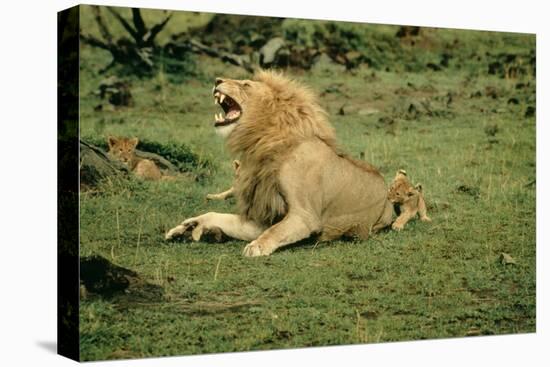 Lion Single Male Roaring with Cub Biting Rump-null-Stretched Canvas