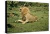 Lion Single Male Roaring with Cub Biting Rump-null-Stretched Canvas