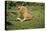 Lion Single Male Roaring with Cub Biting Rump-null-Stretched Canvas