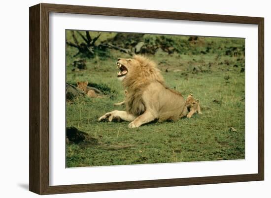 Lion Single Male Roaring with Cub Biting Rump-null-Framed Photographic Print