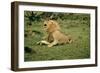 Lion Single Male Roaring with Cub Biting Rump-null-Framed Photographic Print