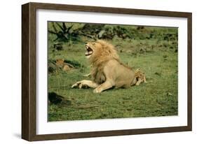 Lion Single Male Roaring with Cub Biting Rump-null-Framed Photographic Print