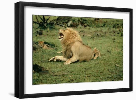 Lion Single Male Roaring with Cub Biting Rump-null-Framed Photographic Print