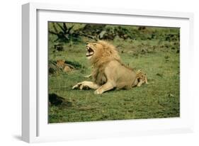 Lion Single Male Roaring with Cub Biting Rump-null-Framed Photographic Print