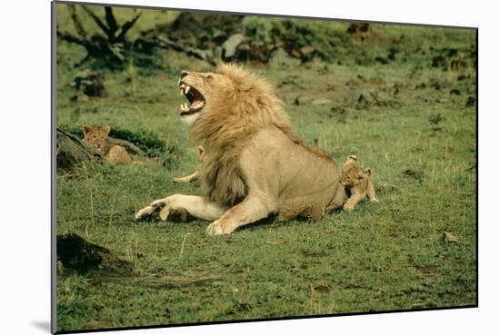 Lion Single Male Roaring with Cub Biting Rump-null-Mounted Photographic Print