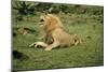 Lion Single Male Roaring with Cub Biting Rump-null-Mounted Photographic Print