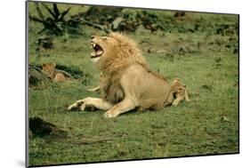 Lion Single Male Roaring with Cub Biting Rump-null-Mounted Photographic Print