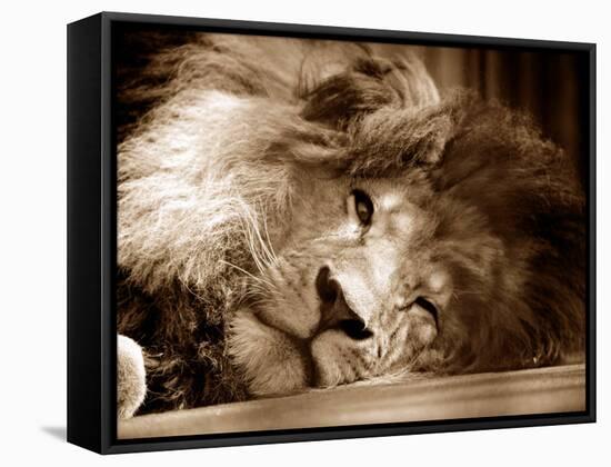 Lion Sleeping at Whipsnade Zoo Asleep One Eye Open, March 1959-null-Framed Stretched Canvas