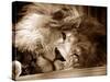 Lion Sleeping at Whipsnade Zoo Asleep One Eye Open, March 1959-null-Stretched Canvas