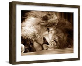 Lion Sleeping at Whipsnade Zoo Asleep One Eye Open, March 1959-null-Framed Premium Photographic Print