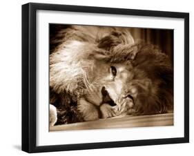 Lion Sleeping at Whipsnade Zoo Asleep One Eye Open, March 1959-null-Framed Premium Photographic Print