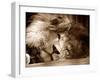 Lion Sleeping at Whipsnade Zoo Asleep One Eye Open, March 1959-null-Framed Premium Photographic Print