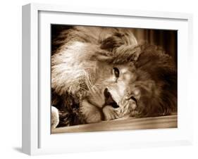 Lion Sleeping at Whipsnade Zoo Asleep One Eye Open, March 1959-null-Framed Premium Photographic Print