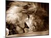 Lion Sleeping at Whipsnade Zoo Asleep One Eye Open, March 1959-null-Mounted Premium Photographic Print