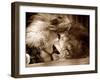Lion Sleeping at Whipsnade Zoo Asleep One Eye Open, March 1959-null-Framed Photographic Print