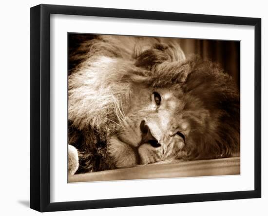 Lion Sleeping at Whipsnade Zoo Asleep One Eye Open, March 1959-null-Framed Photographic Print