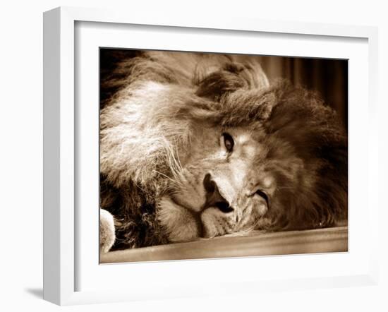 Lion Sleeping at Whipsnade Zoo Asleep One Eye Open, March 1959-null-Framed Photographic Print