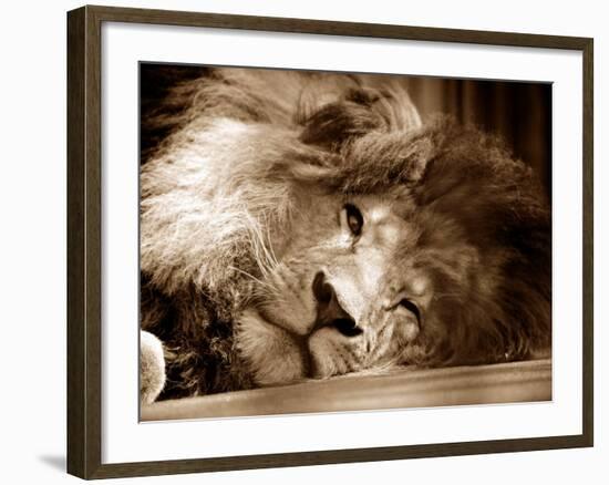 Lion Sleeping at Whipsnade Zoo Asleep One Eye Open, March 1959-null-Framed Photographic Print