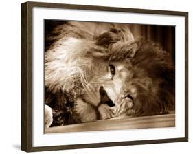 Lion Sleeping at Whipsnade Zoo Asleep One Eye Open, March 1959-null-Framed Photographic Print