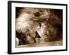 Lion Sleeping at Whipsnade Zoo Asleep One Eye Open, March 1959-null-Framed Photographic Print