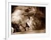 Lion Sleeping at Whipsnade Zoo Asleep One Eye Open, March 1959-null-Framed Photographic Print