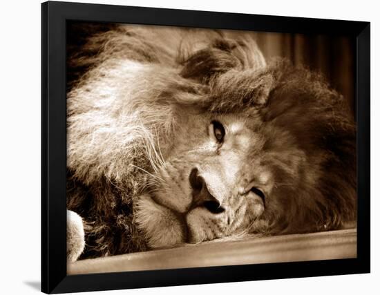 Lion Sleeping at Whipsnade Zoo Asleep One Eye Open, March 1959-null-Framed Photographic Print