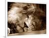 Lion Sleeping at Whipsnade Zoo Asleep One Eye Open, March 1959-null-Framed Photographic Print