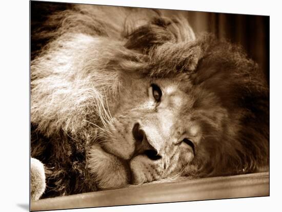 Lion Sleeping at Whipsnade Zoo Asleep One Eye Open, March 1959-null-Mounted Photographic Print