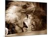 Lion Sleeping at Whipsnade Zoo Asleep One Eye Open, March 1959-null-Mounted Photographic Print